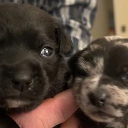 Chihuahuas from Collins Chihuahuas