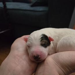 Girl 2 - Saddleback sable female Border Collie puppy in Piedmont, South Carolina from Soaring Borders Border Collies