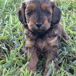 Jax - Brown male Cockapoo puppy in Gay, Georgia from That’s My Puppy