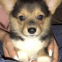 American Corgis and Pembroke Welsh Corgis from Wildfire Ranch