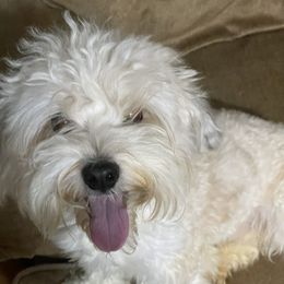 Aurora - Havanese