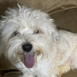 Aurora - Havanese