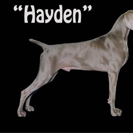Hayden - Weimaraner