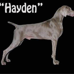 Hayden - Weimaraner