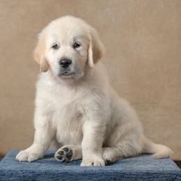 Dune - Dark Blue - Light golden male Golden Retriever puppy in Germantown, Ohio from Doodle Patch Farm