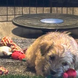 Glen of Imaal Terrier Puppies from Galore Glens