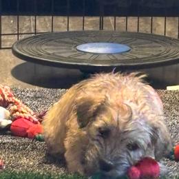 Glen of Imaal Terrier Puppies from Galore Glens