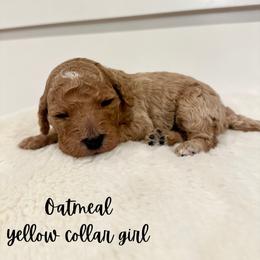 Oatmeal - Apricot female Goldendoodle puppy in Taylorsville, North Carolina from Doggone Dixie Doodles