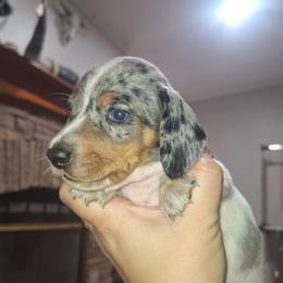 Lucky - Piebald male Dachshund puppy in Surprise, Arizona from Co-Co's Doxies