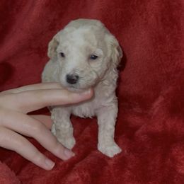 Teal Collar - Cream male Poodle puppy in Macon, Georgia from Mystic Mini Poodles
