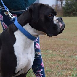 Rocs - Boxer