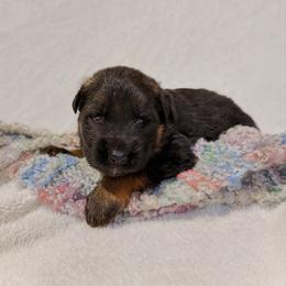 Jovi - Black and red female German Shepherd puppy in Lexington, Virginia from Stahlhaus ( Previously Buffelbach Farmstead Shepherds)