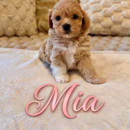 Mia - Cream female Maltipoo puppy in Spring Lake, North Carolina from Pawriffic Pups