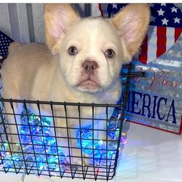 Brittany - White and black female French Bulldog puppy in Miami, Oklahoma from Destiny Jones