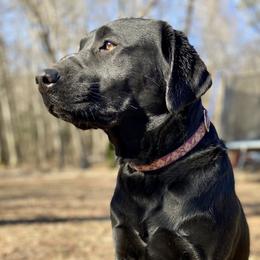 Lily - Labrador Retriever