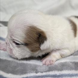 Boy 2 - Red and white male Bulldog puppy in Cheshire, Connecticut from Absolut Bulldogs
