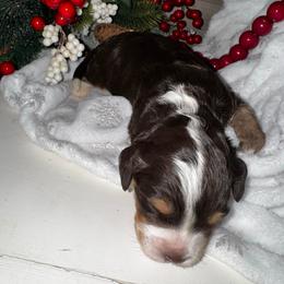 Rihanna - Tri-color female Bernedoodle puppy in Gilbert, Arizona from The Berne Barn... it’s a Doodle thing!
