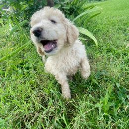 Cheerios - Apricot male Aussiedoodle puppy in Edmond, Oklahoma from Oodles of Doodles and Poodles