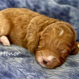 Honor - Red female Irish Doodle puppy in Pottstown, Pennsylvania from Willow-Be Doodles