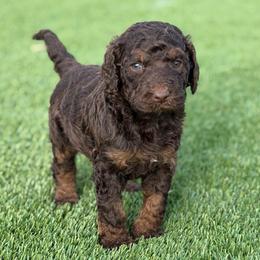 Charlie - Phantom male Bernedoodle puppy in Fortuna, California from Dalton Poodles and Doodles