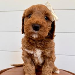 Birdie - Red female Australian Labradoodle puppy in Prunedale, California from Summer Hill Labradoodles