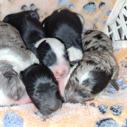 Sheepadoodle puppies from DNLS Doodle Puppies