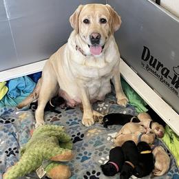 Black boy - Black male Labrador Retriever puppy in Palm Springs, California from Outlaws Labradors