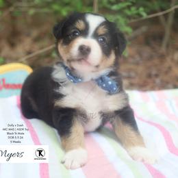 Myers- BTM1 - Black tri male Toy Australian Shepherd puppy in Nacogdoches, Texas from TK Standard, Mini, & Toy Aussies