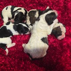 Boy 1 - Brown and white male Saint Berdoodle puppy in Castle Rock, Washington from PNW Saint Berdoodles