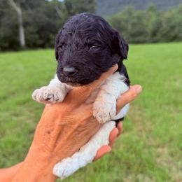 Rain - Parti male Goldendoodle puppy in Jasper, Georgia from Harrington Doodles & Poodles