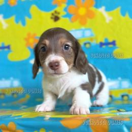 Scooby-Doo - Piebald male Dachshund puppy in Chandler, Arizona from Vonaducci Doxies, LLC.