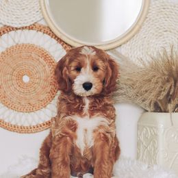 Goldendoodle Puppies from Sac River GoldenDoodles & BerneDoodles LLC