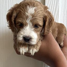 Bugel - Red and white male Cockapoo puppy in Waco, Texas from Cedar Ranch