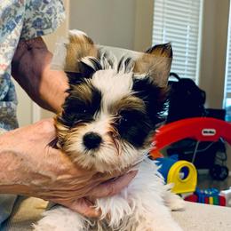 Boy 1 - Charting to be about 4lbs - Black tan and white male Biewer Terrier puppy in Litchfield Park, Arizona from Phoenix Golden Retriever & Biewer Terriers