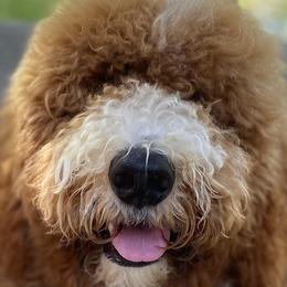 Assorted Doodle Crosses, Bernedoodles, Goldendoodles, and Labradoodles from Erica’s Doodles