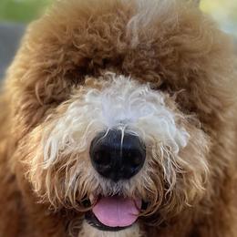 Assorted Doodle Crosses, Bernedoodles, Goldendoodles, and Labradoodles from Erica’s Doodles