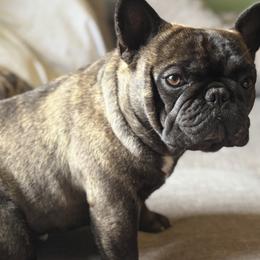 French Bulldogs from OKAmerica kennels