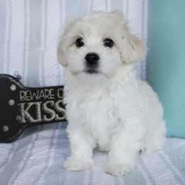 Sgt Stubby - White male Coton de Tulear puppy in Forney, Texas from Buttercup Cotons of Texas