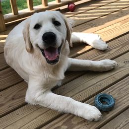 Sunny - Golden Retriever