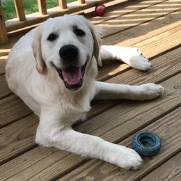 Sunny - Golden Retriever