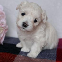 Coton de Tulear Puppies from Buttercup Cotons of Texas