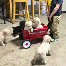 Olde English Bulldogge and Poodle Puppies from Valors Clutch Bulldogges