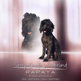 Papaya - Whoodle