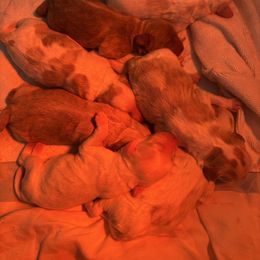 Girl 2 - Apricot female Australian Labradoodle puppy in East Granby, Connecticut from All-Spice Australian Labradoodles