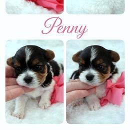 Biewer Terrier, Companion Cross, Maltipoo, Morkie, and Yorkshire Terrier Puppies from Puppy Boutique