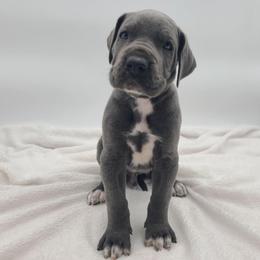 Winston - Blue male Great Dane puppy in Kannapolis, North Carolina from Carolina Great Danes & Toy Poodles