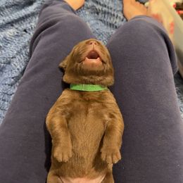 Labrador Retriever Puppies from Rose Gold Retrievers