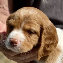 Brittany Puppies from Hellfinger Bird Dogs