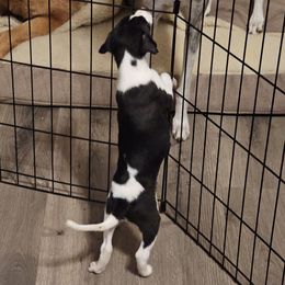 Girl 2 - White and black Whippet puppy in Michigan from Clarriott Whippets