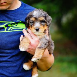 Sable - Merle male Bernedoodle puppy in Washington from Doodle Love